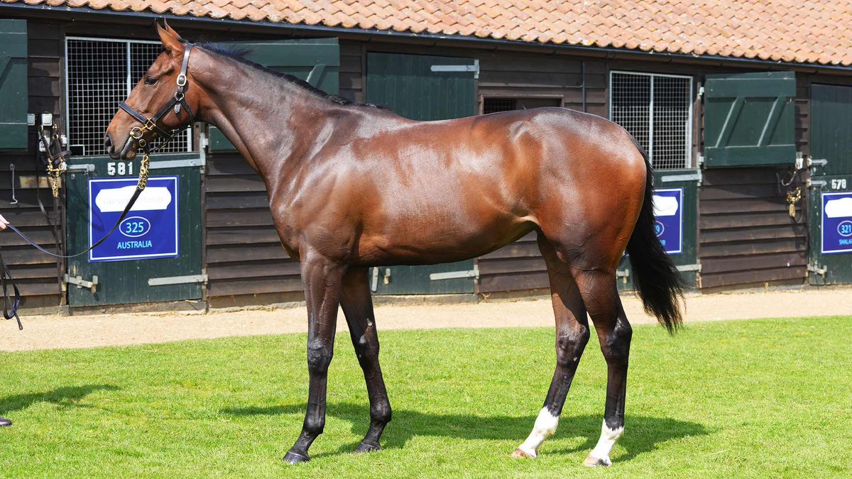 We are delighted to introduce our latest acquisition; this stunning 2yo filly by Group One winning stallion, Ribchester, from a classic winning family. She will be trained by @FellowesRacing Shares are now available in this promising filly! ℹ️here >> bit.ly/3Ws5kjI