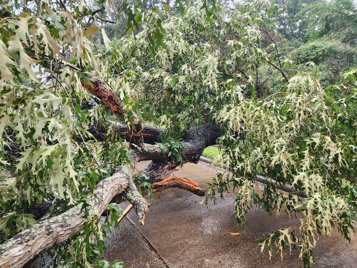 @HoustonFire Department Wildland Group activated a saw team in response to flooding in the city. The team was requested to the Kingwood area and has been clearing roads & mitigating hazards to ensure routes are still accessible for the public & first responders.
@FireChiefofHFD