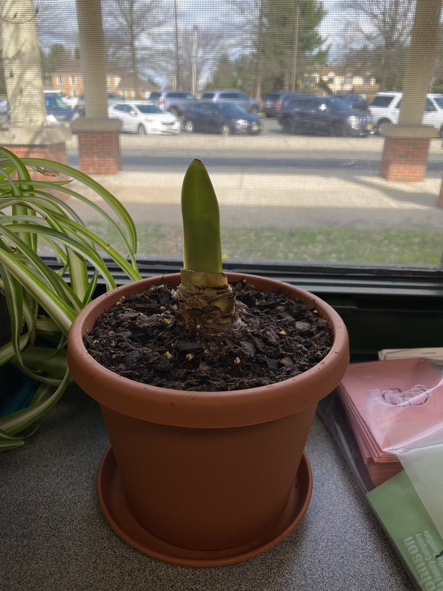 hellomrsrello's tweet photo. We’ve been observing our amaryllis bulb changing over the past few weeks! We were so excited to see these beautiful blooms this week 😍 🌺 https://t.co/6kPvyauN5T