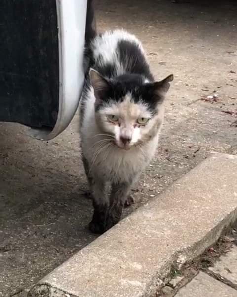 ¿ TE GUSTARÍA SER CASA DE ACOGIDA ? Llegan cada día hasta nosotros nuevos casos de animales abandonados, enfermos, famélicos, que llevan el sufrimiento en sus miradas. Si quieres ser casa de acogida y formar parte de ADAT contacte al WhatsApp 644781188. Muchas gracias.💚