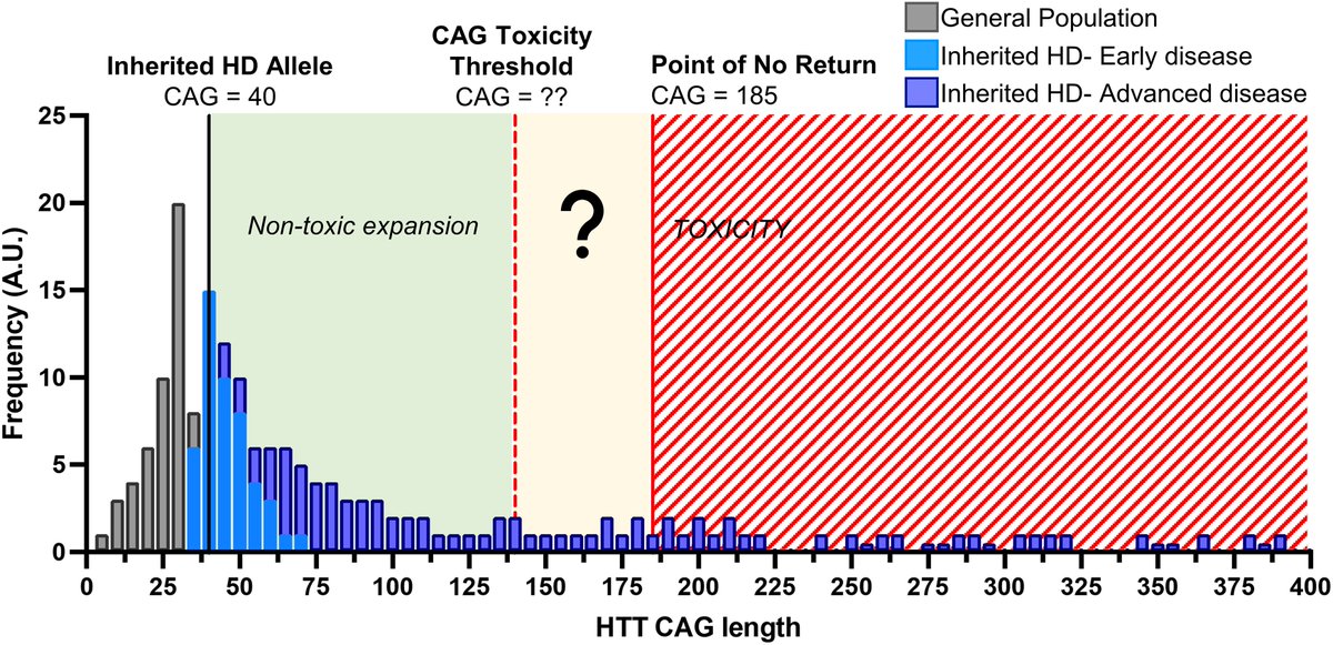More than 185 CAG repeats: a point of no return in Huntington’s disease biology New scientific commentary by Jillian Belgrad & Anastasia Khvorova tinyurl.com/4yu2mkv3