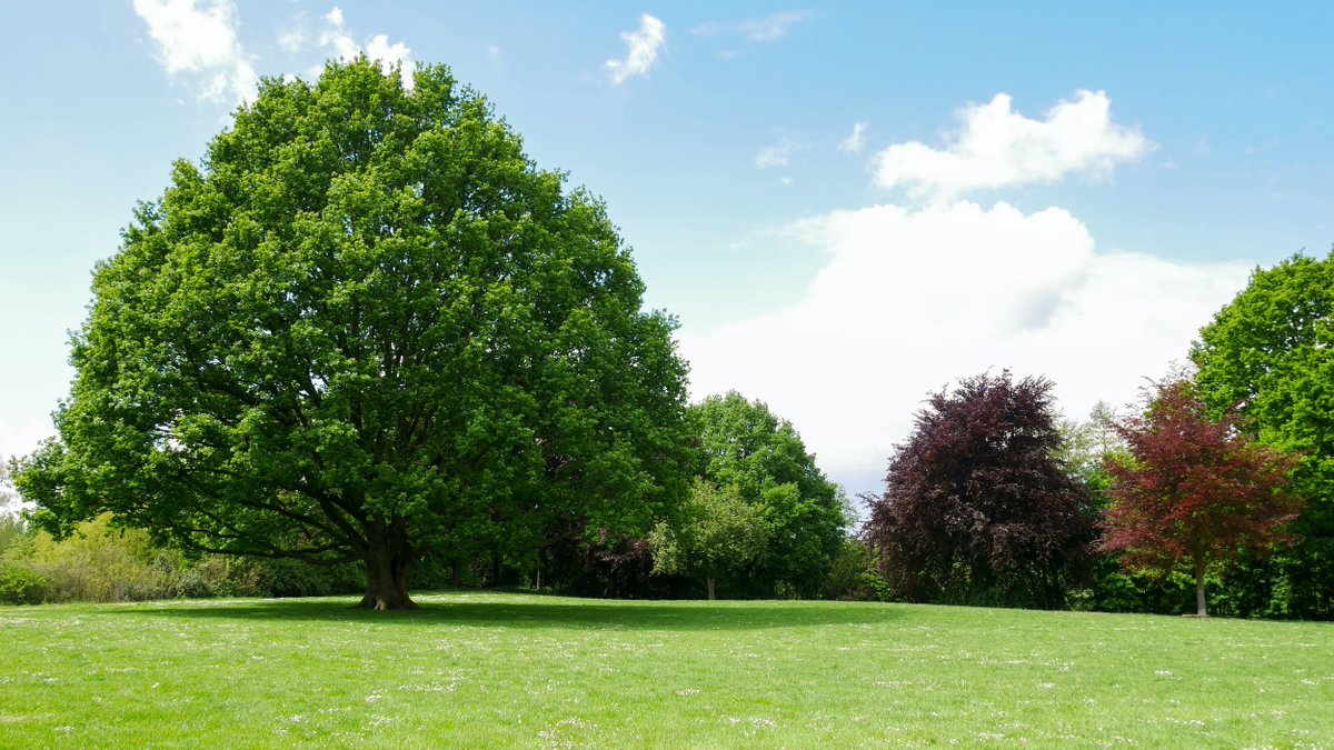 Home Grown:
Good Trees for Successful Lawns.
Most people with home lawns also have trees and shrubs in the landscape. Sometimes trees and lawns get along well together and sometimes they don't.
outwriterbooks.com/home-grown/goo…