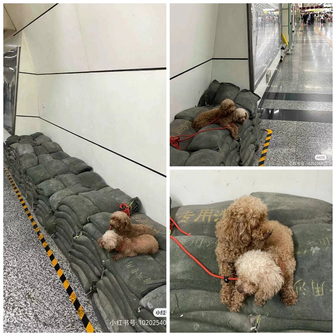 Dogs are disposable goods? At Linjiangmen Light Rail Station, Chongqing. May 3 2024 'The owner of the two puppies abandoned them here because the puppies couldn’t be carried on the light rail. Is there anyone nearby who can temporarily take them in? They are very well-behaved.'