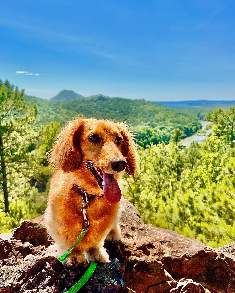 The scenery at Pinnacle Mountain State Park is paw-sitively gorgeous. 🐾 A hike up the 0.5-mile East Quarry Trail pays off with spectacular views of the Arkansas River Valley! #ARStateParks 📸: @hotdiggorydog on IG #ARAmbassadors arkansasstateparks.com/parks/pinnacle…