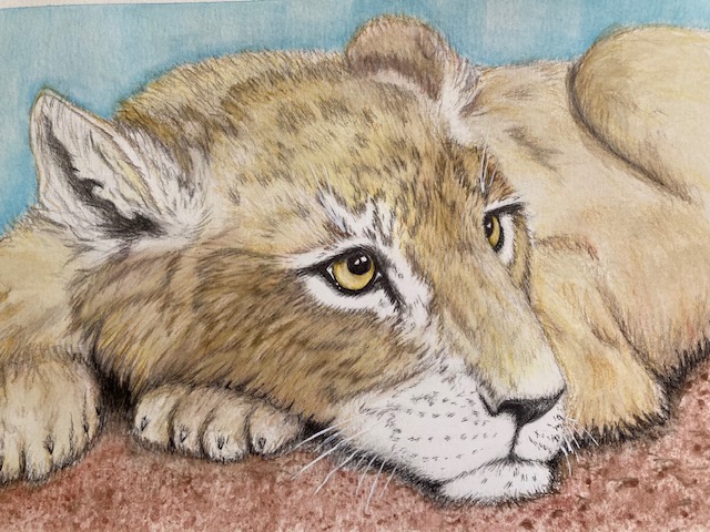 Just finished a watercolour of a lion cub for a friend's granddaughter's birthday!