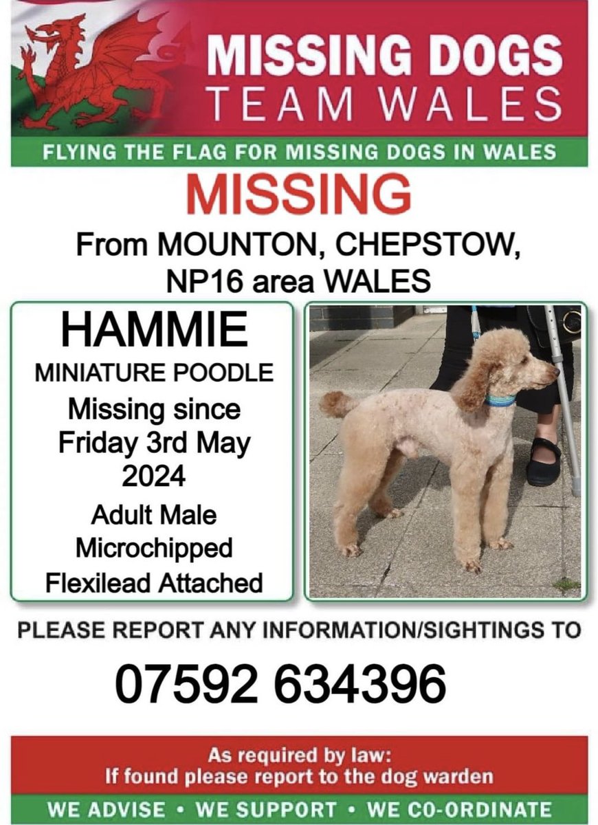 ❗❗HAMMIE, MISSING from #MOUNTON, #CHEPSTOW, #NP16 area #WALES ❗❗
❗SINCE FRIDAY 3rd MAY 2024.
🔺FLEXILEAD ATTACHED 🔺PLEASE CALL NUMBER WITH ANY SIGHTINGS/INFORMATION ❗