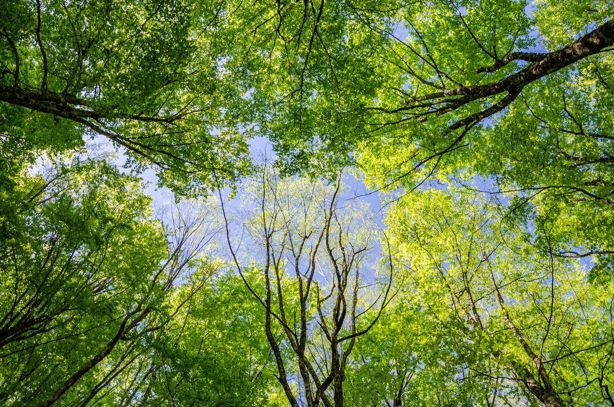 #NatureLovers #TreeMagic #Greenery #NaturePhotography #SkyView #FreshAir #ForestMoods #NatureHeals #GetOutside #EcoTherapy