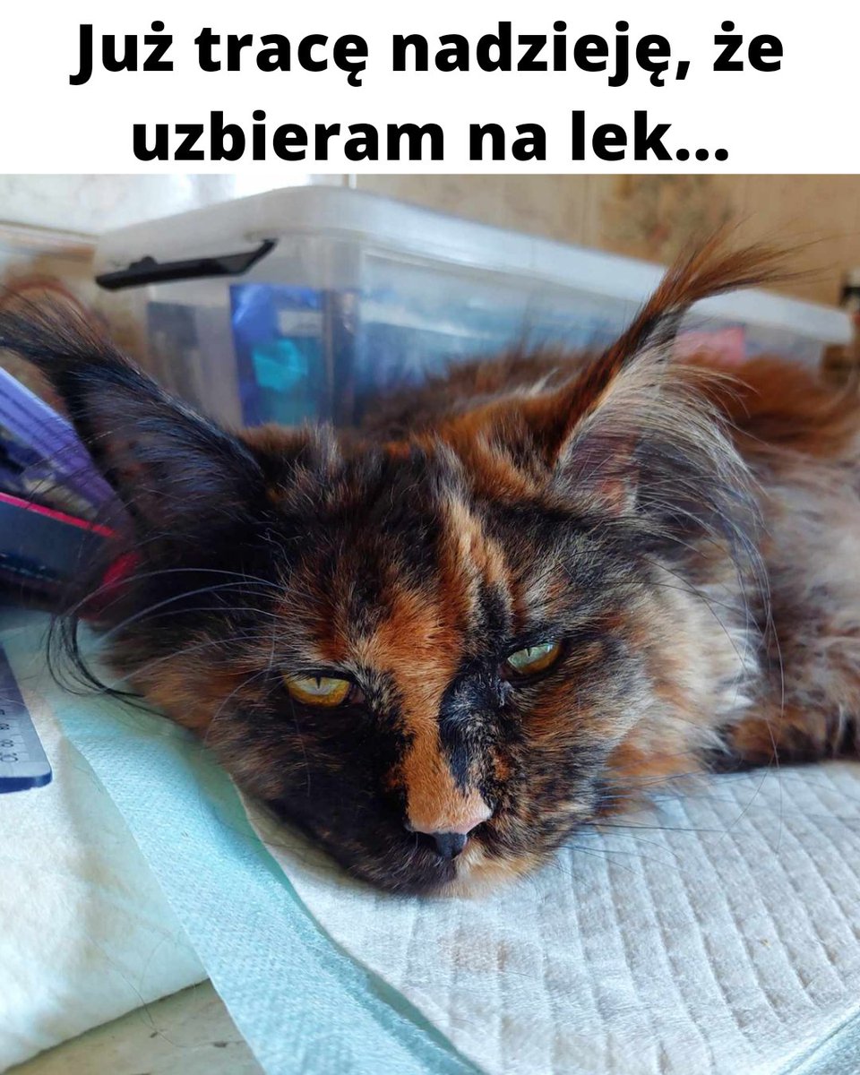 Czy uda się zebrać chociaż 285 zł dla Elzy, kotka walczy o życie z FIPEM... pomagam.pl/9hwgmf Proszę pomóżcie 🙏🙏😭💔😭