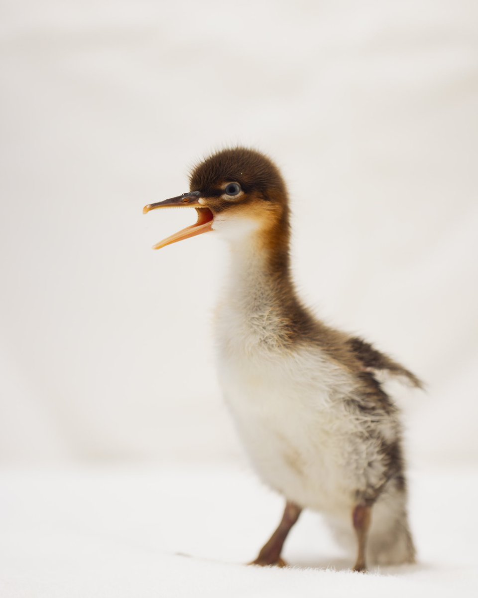 A conservation success & new additions!
 
We are celebrating a conservation milestone – the hatchings of Edwards’s pheasants and red-breasted merganser chicks, both are first-time hatchings for the Zoo.