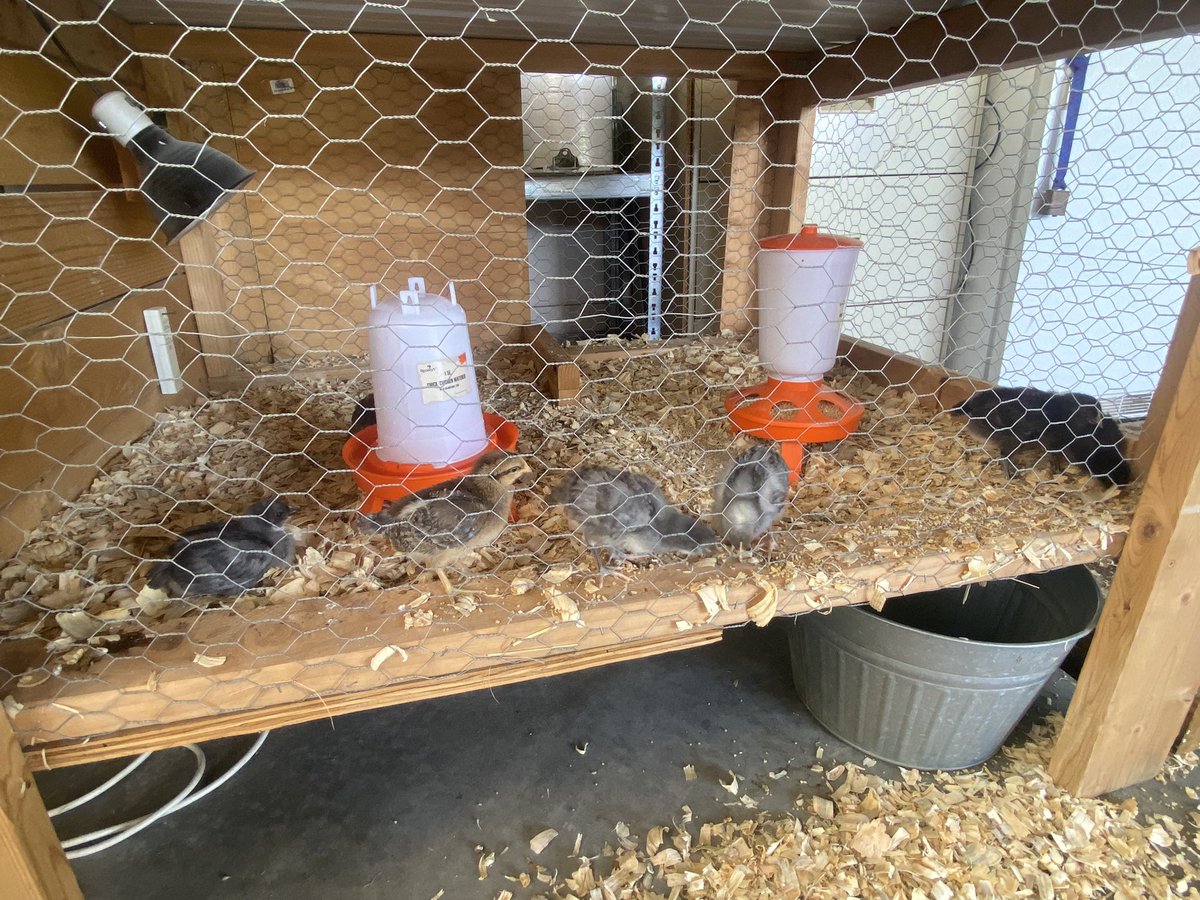 Expanding the Flink Flock. 6 hens and a rooster hanging out in the brooder box for a few more weeks.