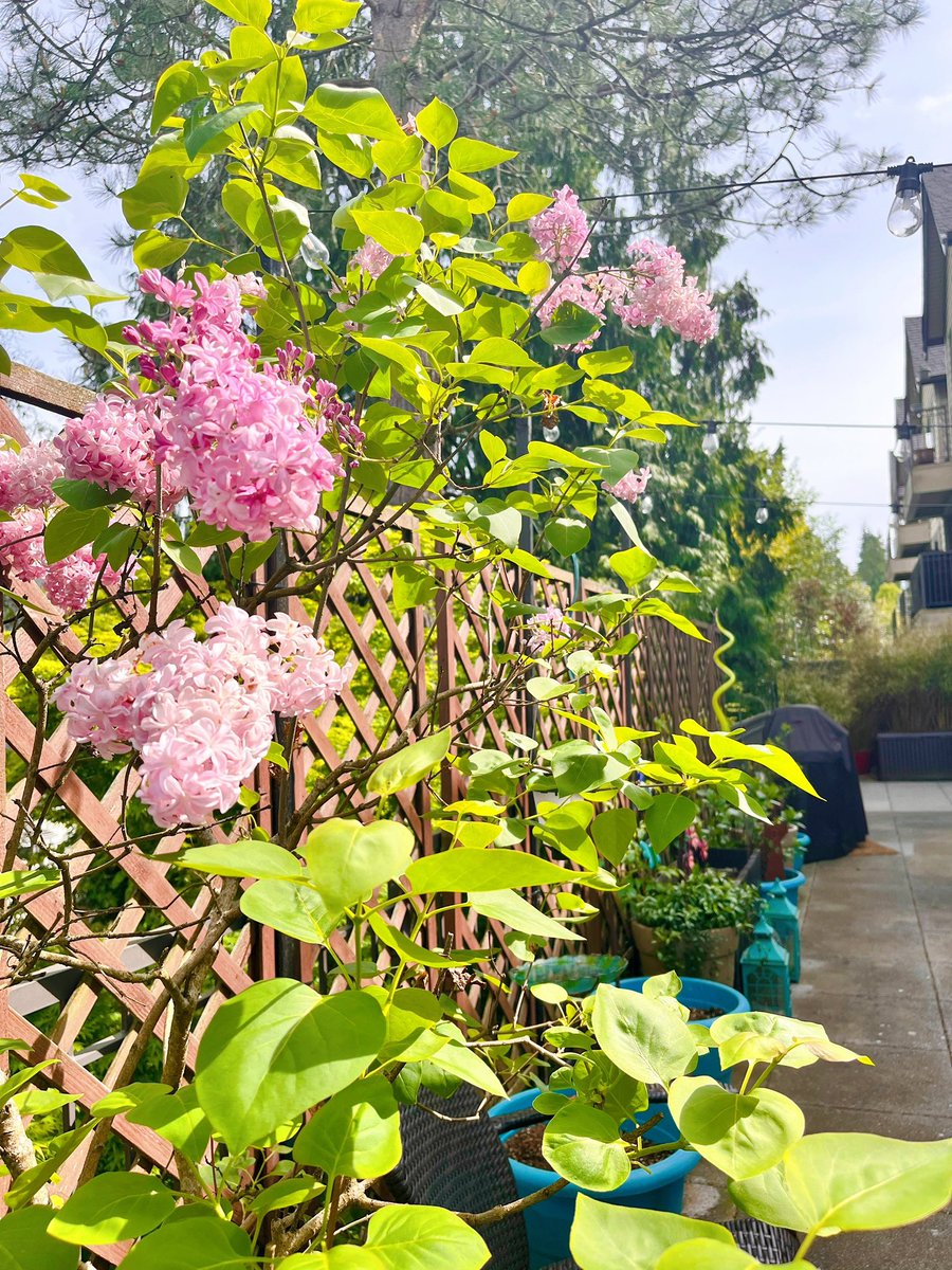 The smell of the Lilac plant on the patio is amazing. #Nature #Plants #TouchGrass