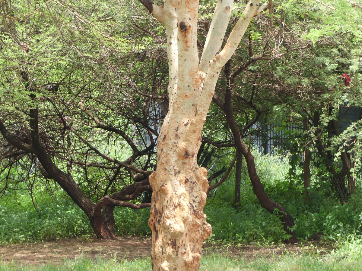 Acacia trees of Southern Kenya
