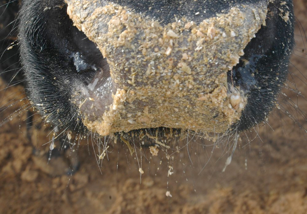 CFIA declares gene editing safe for livestock feed ow.ly/oyCu50RwcWJ #westcdnag #cdnag