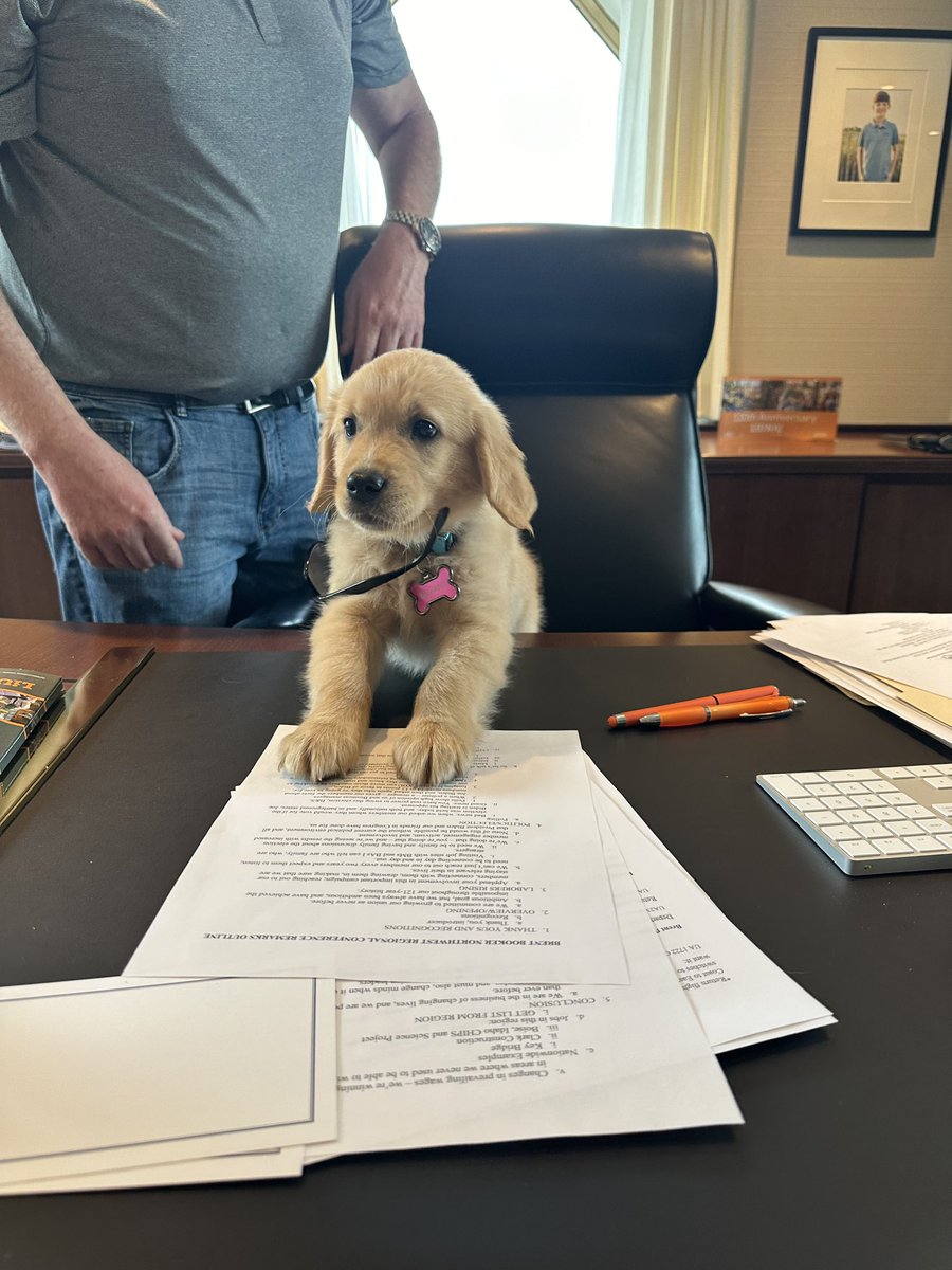 Happy Friday, Union family!  Bethany wanted to lend a paw today and dig into some paperwork with her dad. One day at LIUNA HQ and she’s already Feeling the POWER! #FeelthePower #FridayFeeling #GoldenRetrieverLove