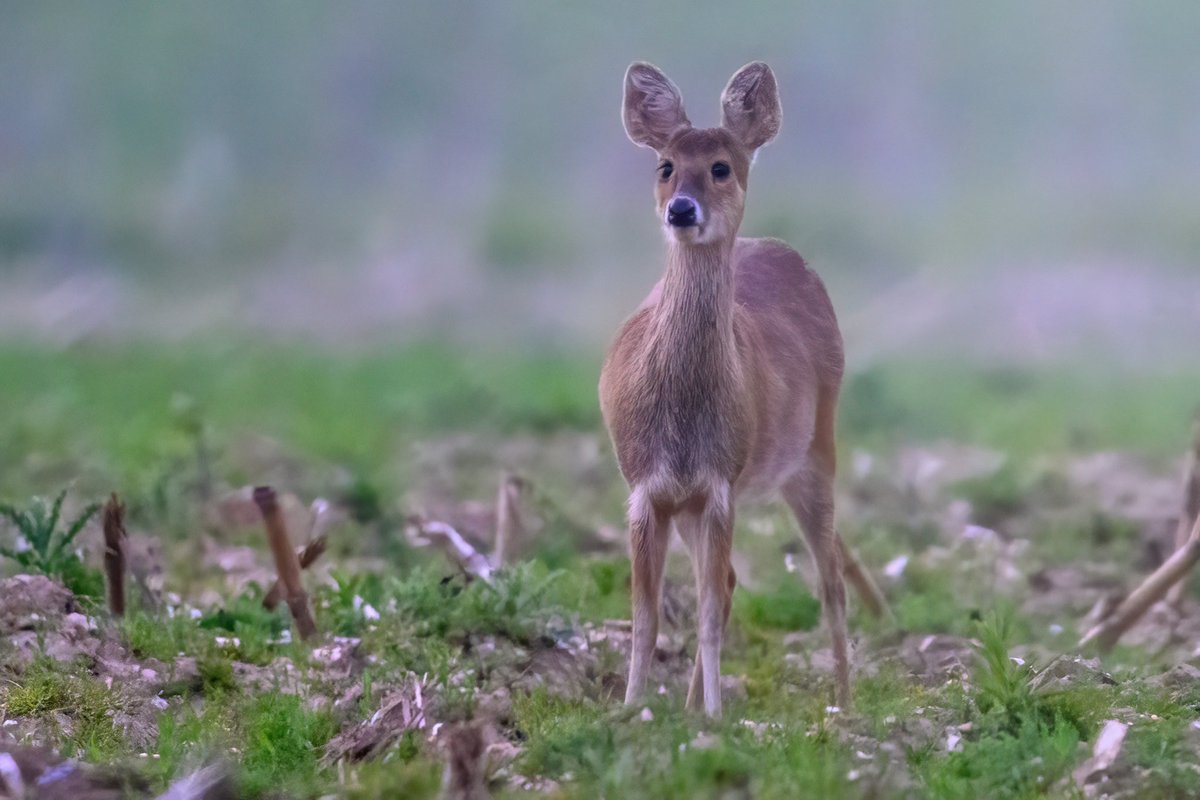As the mist came down before sunset yesterday, this brave little Water deer ventured out into the open
#deer #chinesewaterdeer #sunsetwalk #wildlifephotography #BBCWildlifePOTD #Norfolk