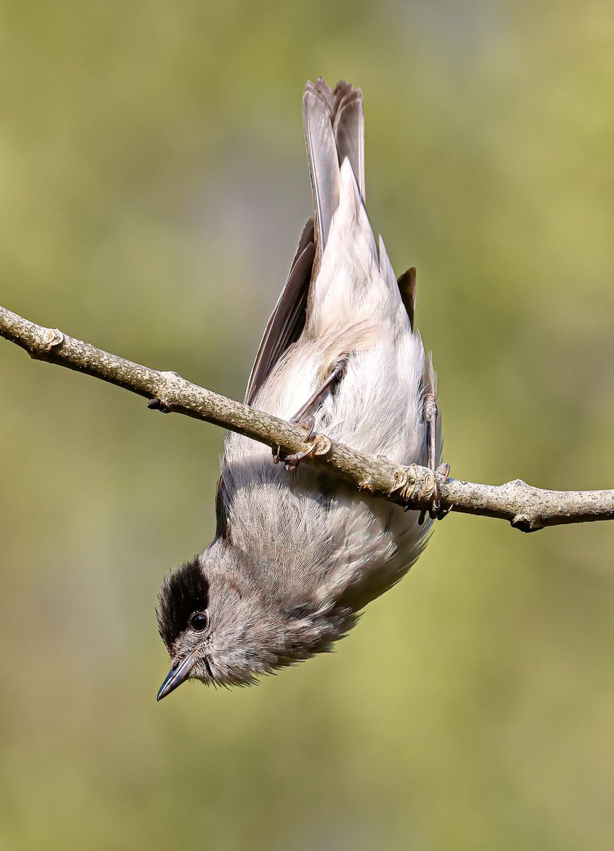 Tonight’s thread unusual shots,  I’ll start with this Male Blackcap