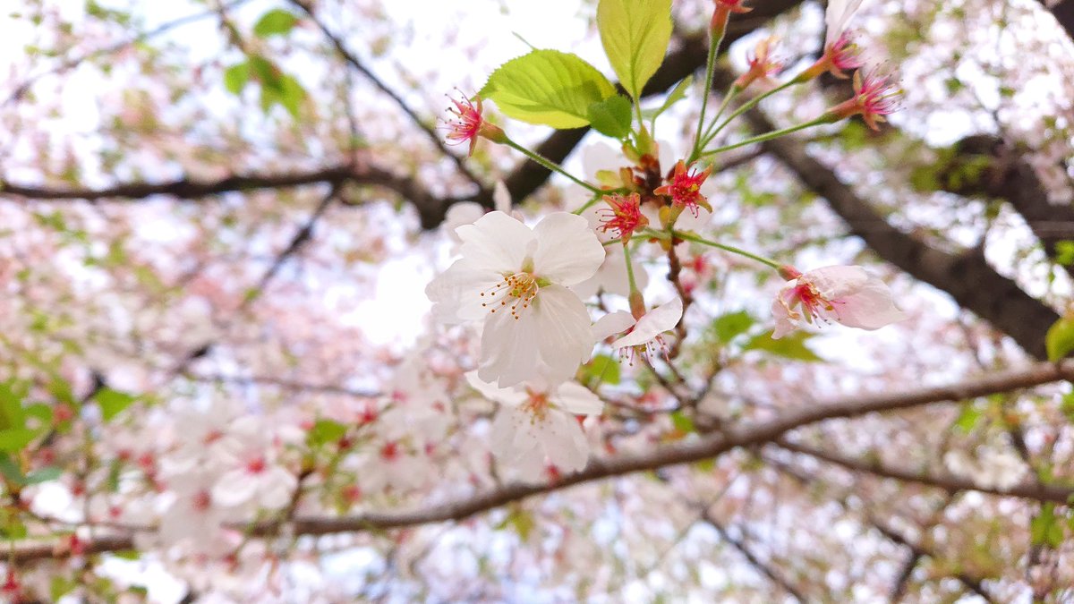 一番最近撮ってうまくいったのはこれかなー
スマホのカメラで、画像処理はしてません。自然光のみです。
一眼よりスマホより、最近は写るんですがお気に入りです♪
データには残ってないけど(笑)

#写真好きな人と繫がりたい