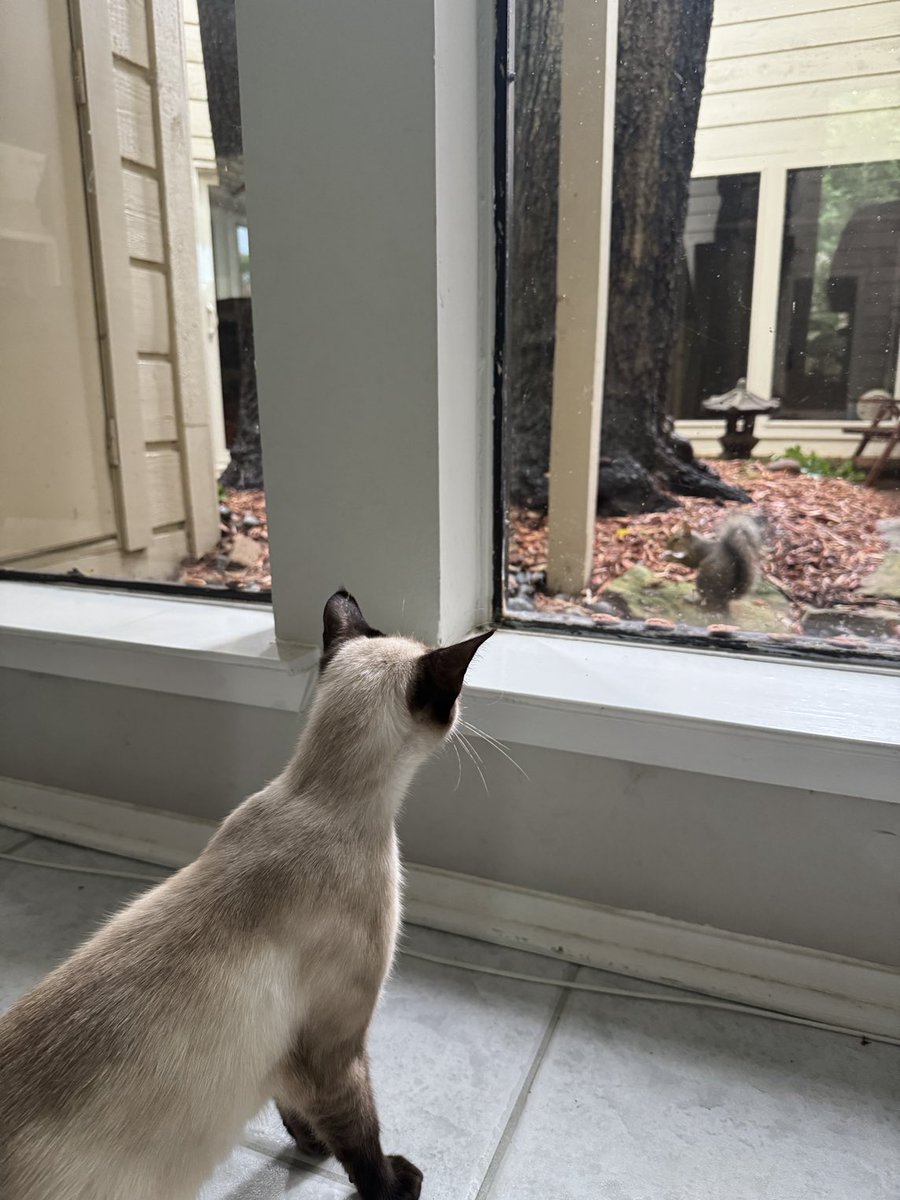 Loving squirrel 🐿️ TV