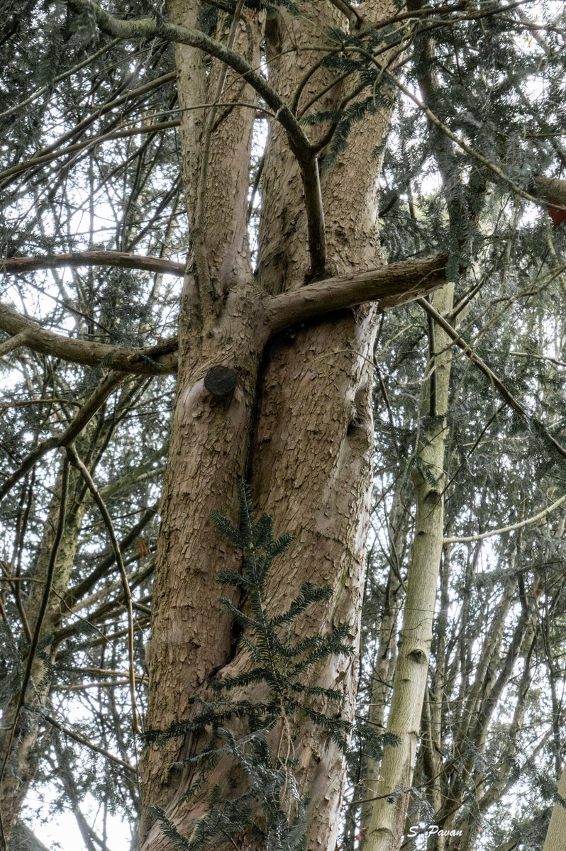 Have a great weekend treepeople!
🔥🔥

#NaturePhotography #treephotography #treeclub #ThePhotoHour