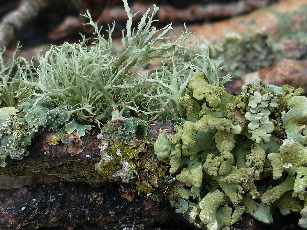 Another windfall stick dressed up to the nines 😊 #fungi #lichen #lichenology #macro #fridaymorning #thephotohour #nature #wildlife