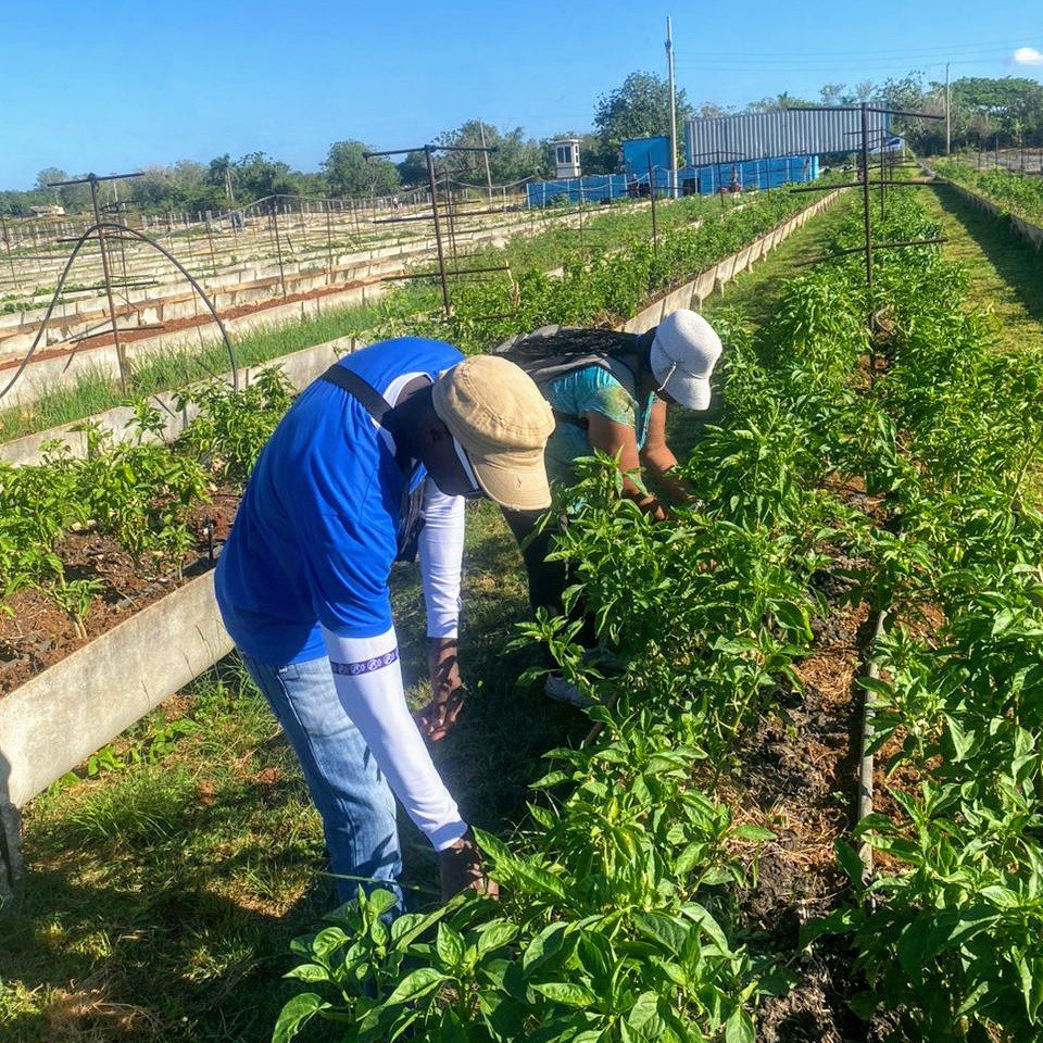 ✈️ | ¡Sembrando esperanzas para cosechar futuro!💚
👉Desde horas tempranas parte del equipo de la Dirección de Seguridad, Prevención y Protección de #CACSA se sumaron a un cambio de labor   ¡Aporte en función de la agricultura y la producción de alimentos!🌱
#AviaciónCubana ✈️🇨🇺