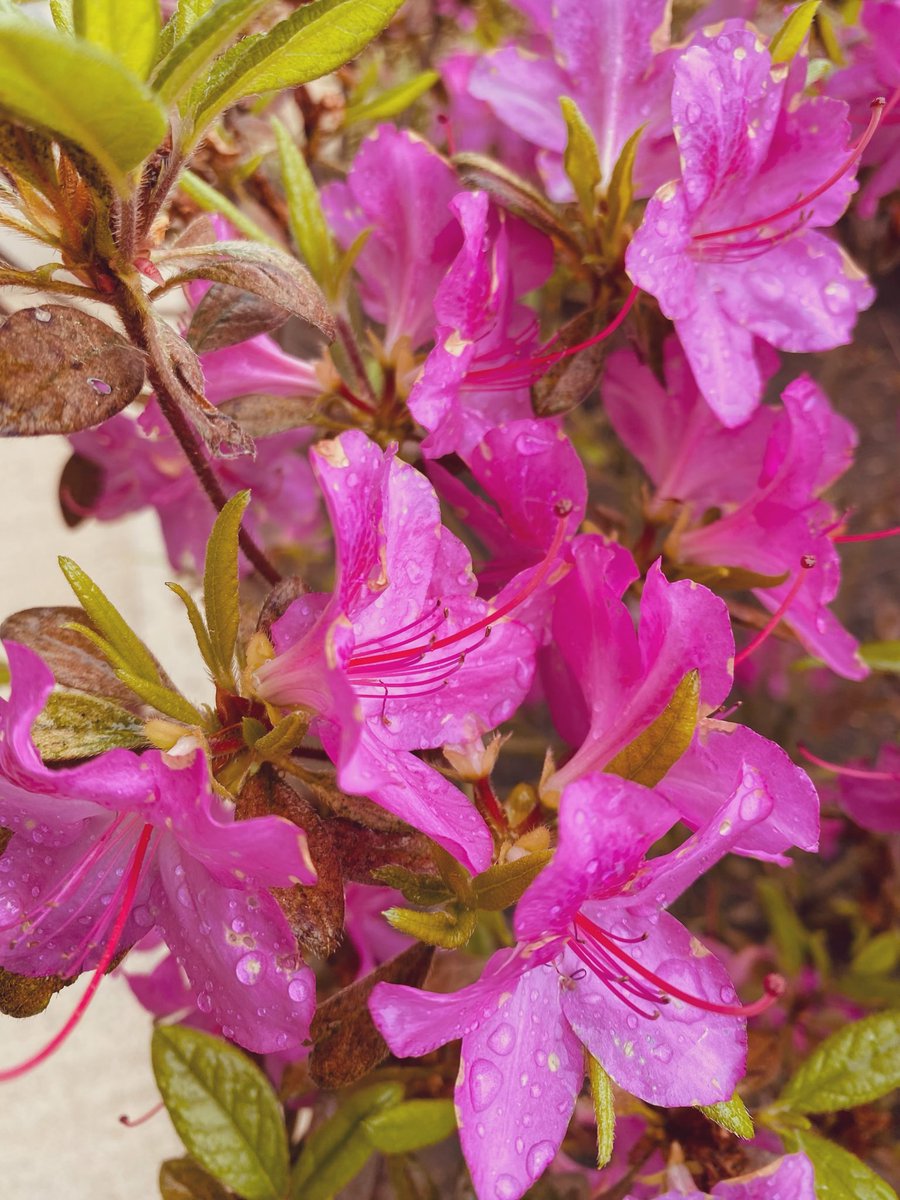 Pretty in Pink 💕

#PinkFriday #FridayFlowers #FlowersOnFriday #FlowerOfX 

#AlphabetChallenge #WeeKR
R is Ravishing Pink & Raindrops 💦