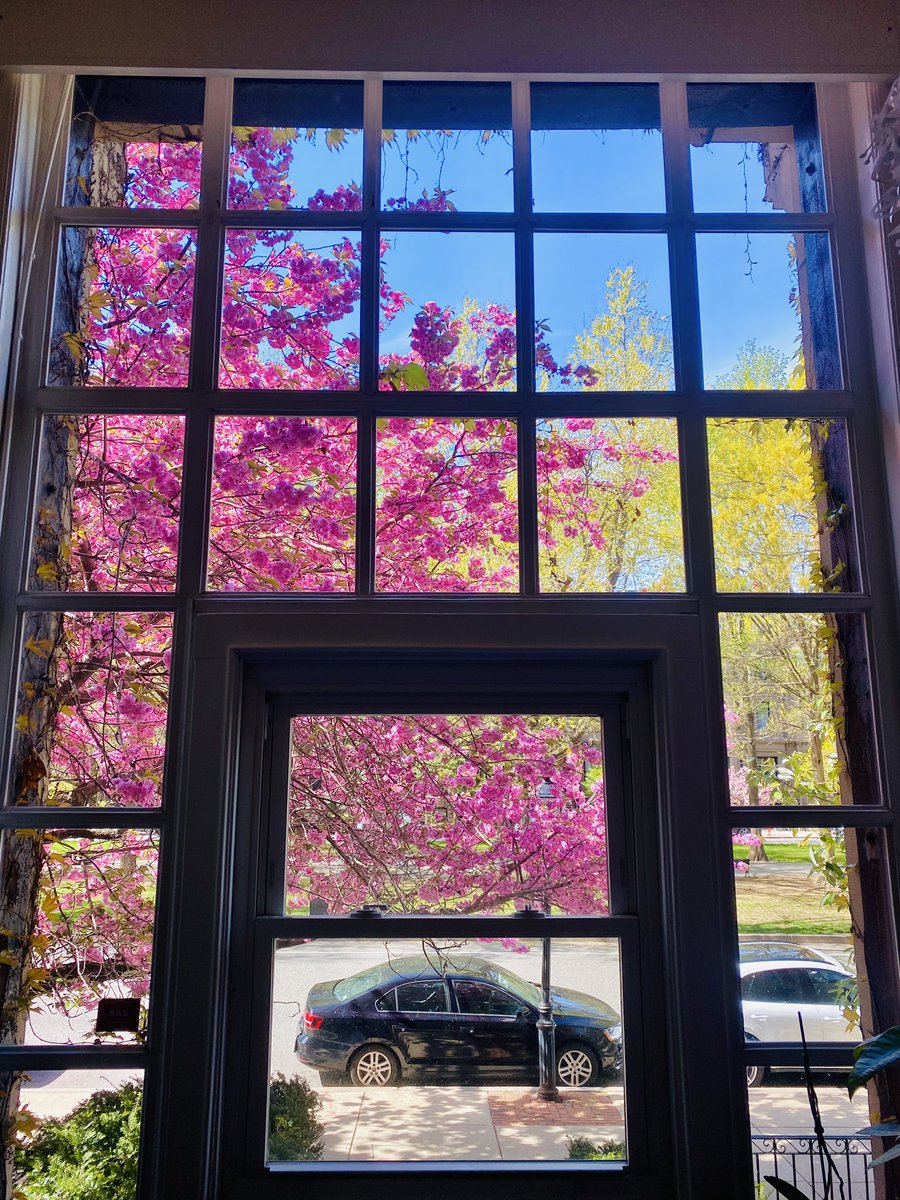 View from the desk today. I'm not distracted, you're distracted. #cherryblossom #Boston