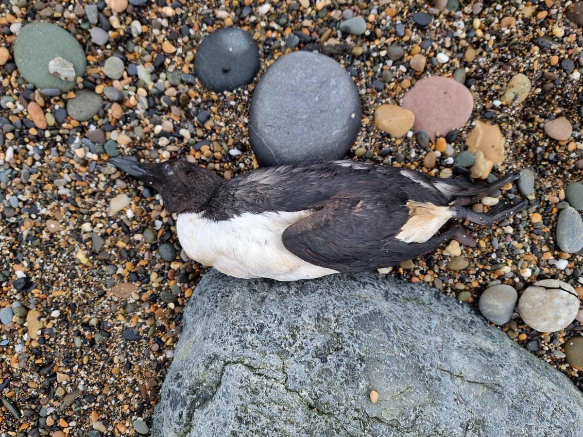 1/ Spent the day with @BirdWatchIE colleagues trying to catch oiled Guillemots in Wicklow, to send to @WildlifeKildare so they might have some chance of survival. @WildlifeKildare & @NPWSIreland and various volunteers all combing the Dublin, Wicklow and Wexford beaches too.