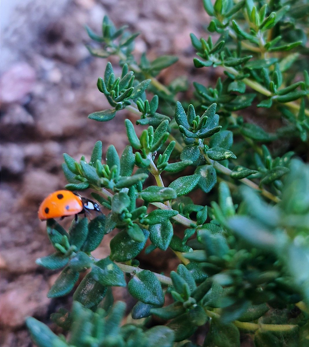 Welcome!! 😍🐞🌿