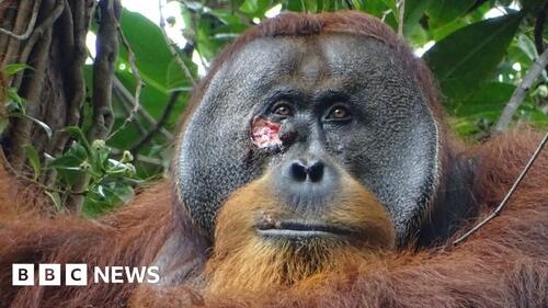 Observé pour la première fois: un orang-outan de Sumatra utilise une pâte à base de plantes pour soigner une blessure au visage limportant.fr/infos-planete/… #Planète