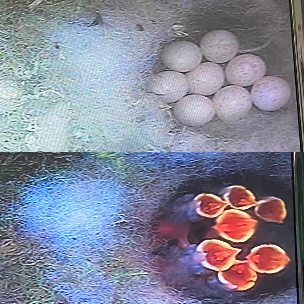 How it started vs how it’s going. 8 eggs become 7 hungry mouths in one week. Keep safe over the bank holiday weekend little ones! @Natures_Voice
