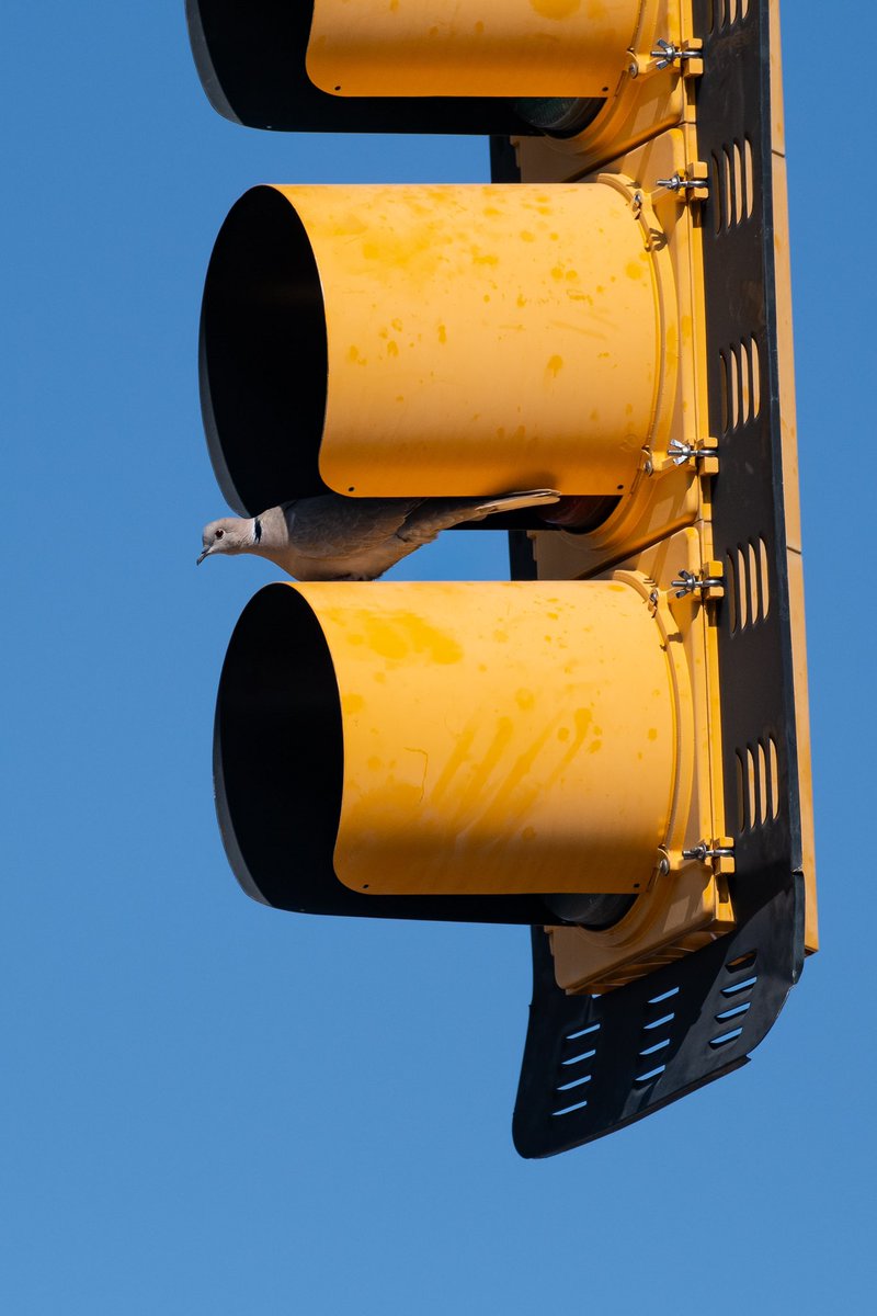 A Eurasian Collared Dove either deciding on a nesting location or monitoring traffic. Not quite sure. 📷 Nikon D500 🔭 Nikon 200-500mm 5.6 📍 Speedway/Main #birding #tucson #arizona