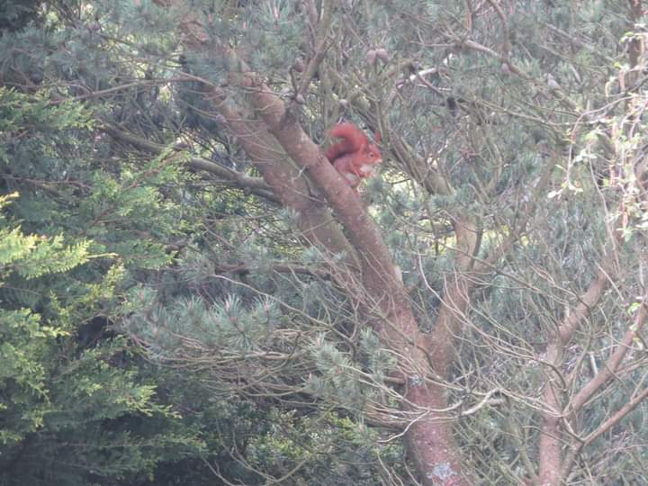 Wowee ! Red squirrel in the Dyffryn Ogwen valley! Brilliant!!!