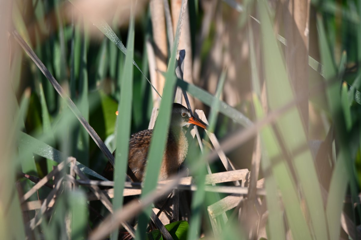 dcfeng's tweet image. Virginia rail this morning. @drennack