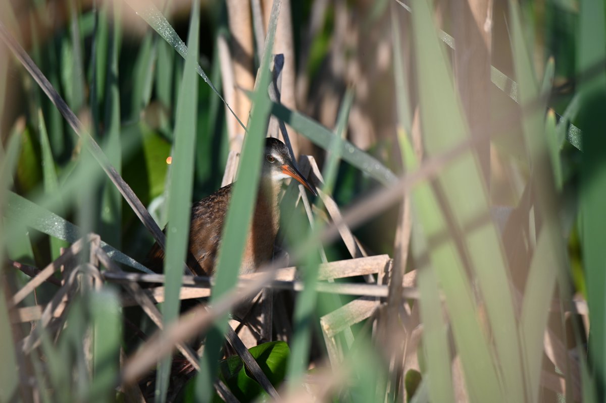 dcfeng's tweet image. Virginia rail this morning. @drennack