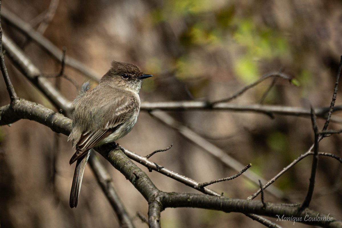 They are all coming back 🙂

Eastern phoebe - Moucherolle phébi

#TwitterNatureCommunity #TwitterNaturePhotography #NaturePhotography #birdphotography #nature #NatureBeauty #NatureLover #springmigration