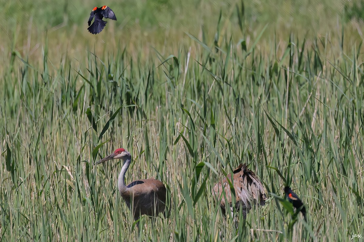 On our trike trip a few days ago, a pair of sandhill cranes landed right in the middle of a redwing blackbird nesting ground. Apparently sandhills like to eat the eggs and baby redwings! The redwings pounced! Not super great pictures but it was one of those things I won’t forget.