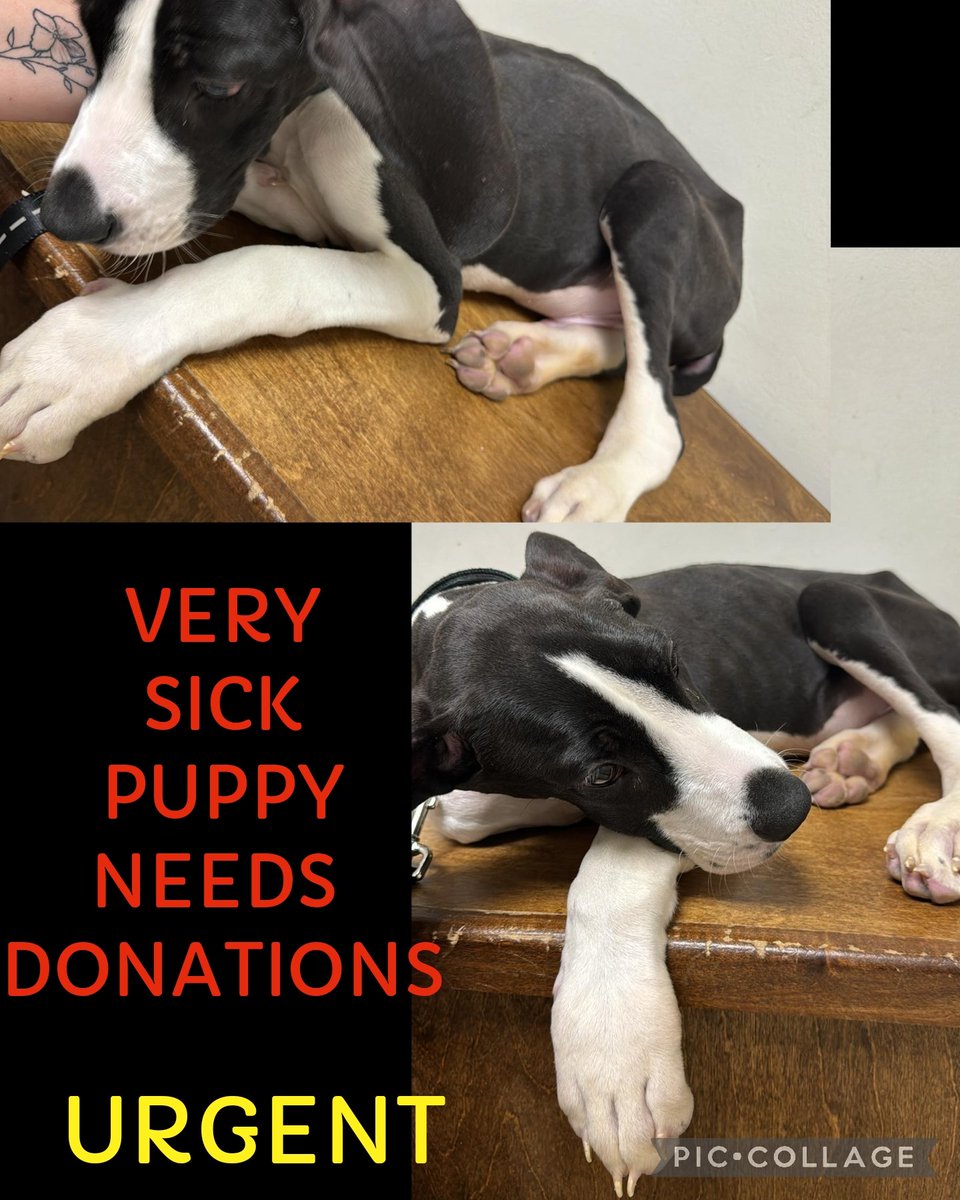 Man is VERY SICK POSSIBLY PNEUMONIA ‼️ NEEDS DONATIONS FOR VETTING #55637959 Lucky's Legacy Venmo account.venmo.com/u/luckylegacyr… Paypal paypal.com/paypalme/lucky… Cash App cash.app/$LuckyLegacyRe… 962 mt Aetna rd Hagerstown, md 21740 #rescue #adopt #dogs #deathrowdogs #deathrow