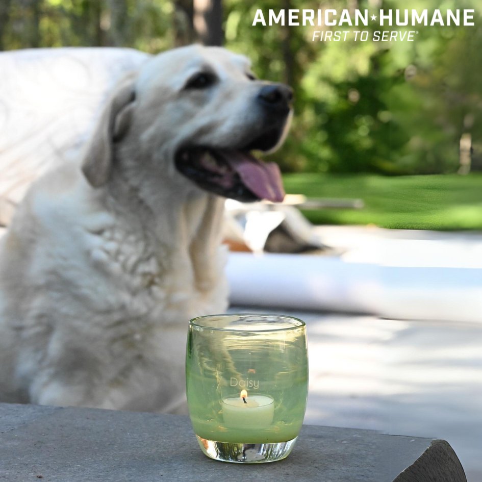 Thank you to our supporter @glassybaby for their generous donation to our Second Chance Grant program, which provides financial assistance to help offset the costs of rescuing animals nationwide! bit.ly/3VrOalR bit.ly/4a4e2HS.