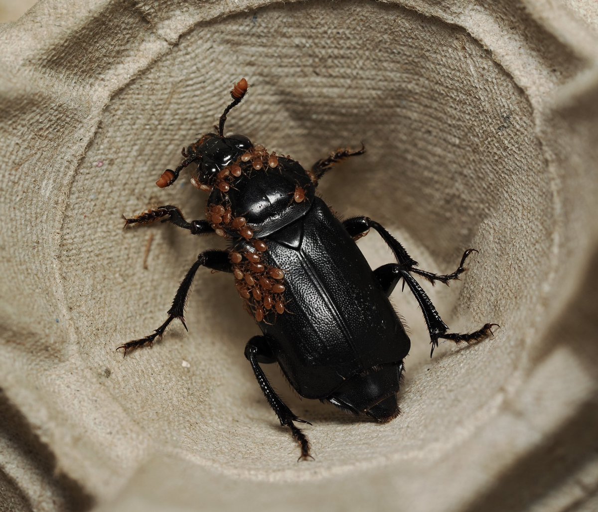 All aboard the beetle bus! Nicrophorus humator with its mitey passengers, all ready for the carrion mystery tour. #beetles #CarrionBeetles