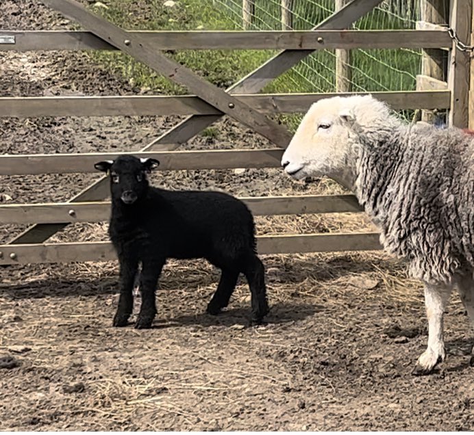 Tagging and marking lambs today Heptavac P Scratched for orf Smit marked Lug marked Colour code ear tagged to fathers Recorded on @Herdwatch And sorted for Fell on intakes
