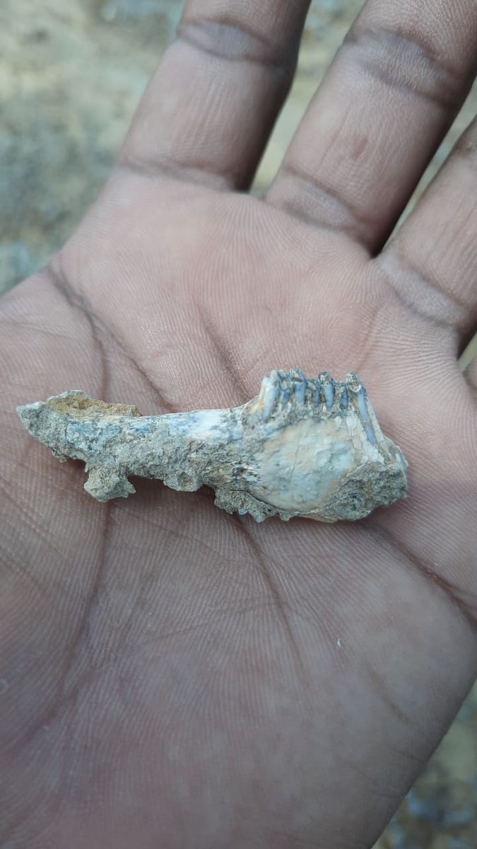 Definition of cool site: tons of fossils + tons of lithics + multiple layers of them. Also, chances of finding a hominin remain.

Still need to ID this!

Any idea, what this is?

#FossilFriday #FieldworkFriday #HumanOrigins #India
