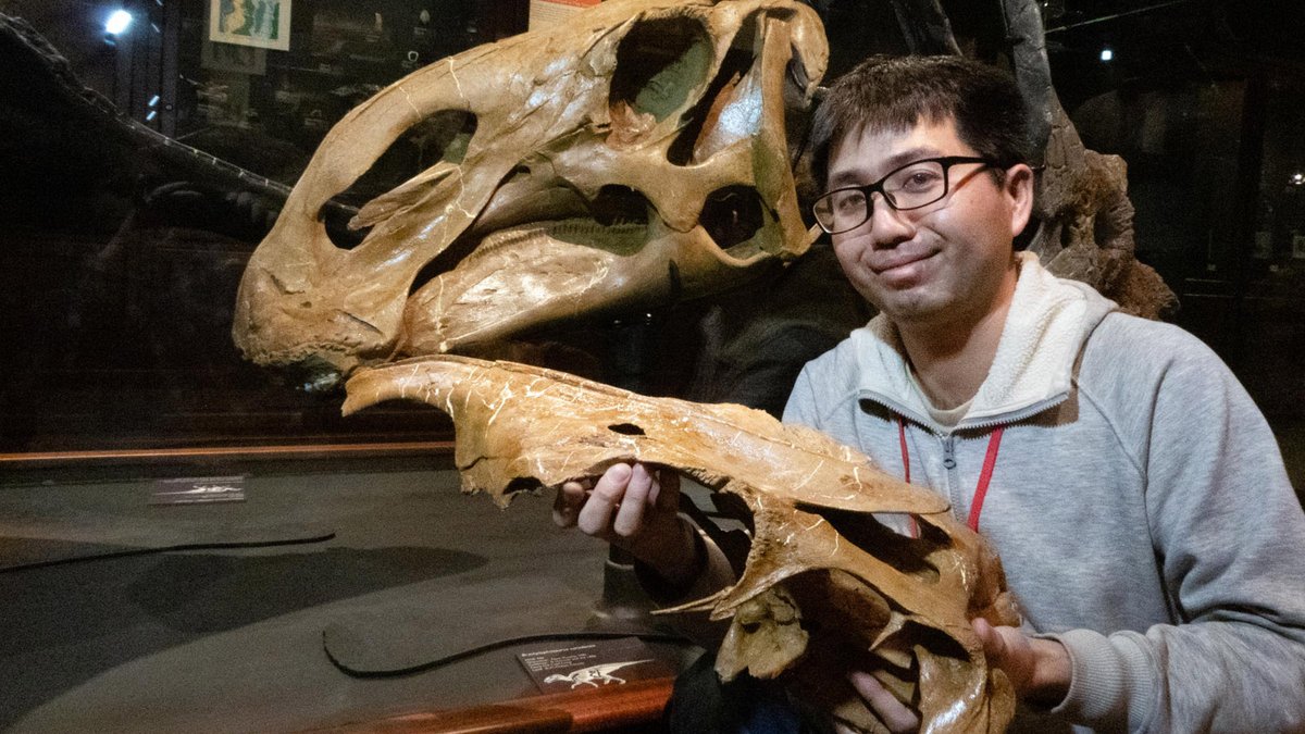 Happy #FossilFriday! Duckbilled #dinosaurs were diverse #Cretaceous plant-eaters. Recently, Dr. Ryuji Takasaki visited from @UofT_Palaeo to study duckbills, including #Brachylophosaurus. This dinosaur’s name translates to “short-crested lizard” for the small crest on its head.