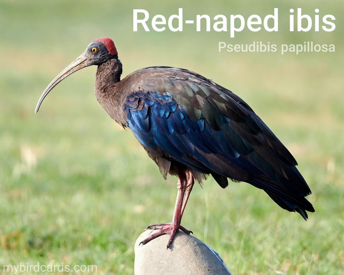 🌏 Red-naped ibis (Pseudibis papillosa) #Asianbirds #Indianbirds | #Ibises #Threskiornithidae | #mybirdcards #birdcards #birds🦜 #BirdsOfTwitter #birds