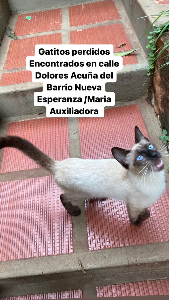 Buscan a sus dueños! Contacto +595 994 277140