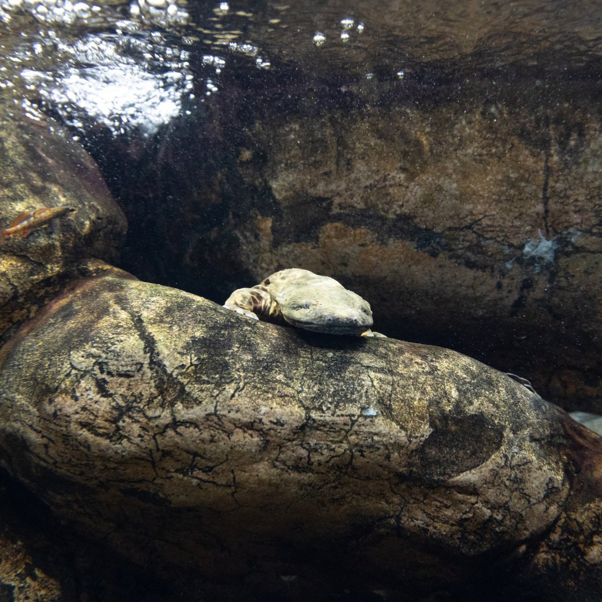 Staring at the clock from your desk on a Friday afternoon. 😳 Photo description: Our hellbender salamander peeks over the rocks in its exhibit to stare in the direction of the camera.
