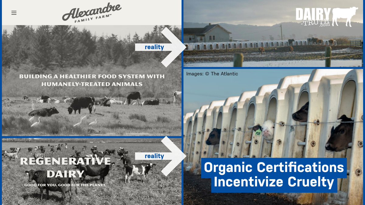 Farm Forward’s investigation exposes serious problems with USDA Organic dairy. Their report shows the shocking conditions at Alexandre Family Farms, a leading certified organic, humane, and “regenerative” dairy. 👉 farmforward.com/publications/d… #dairytruth #milk