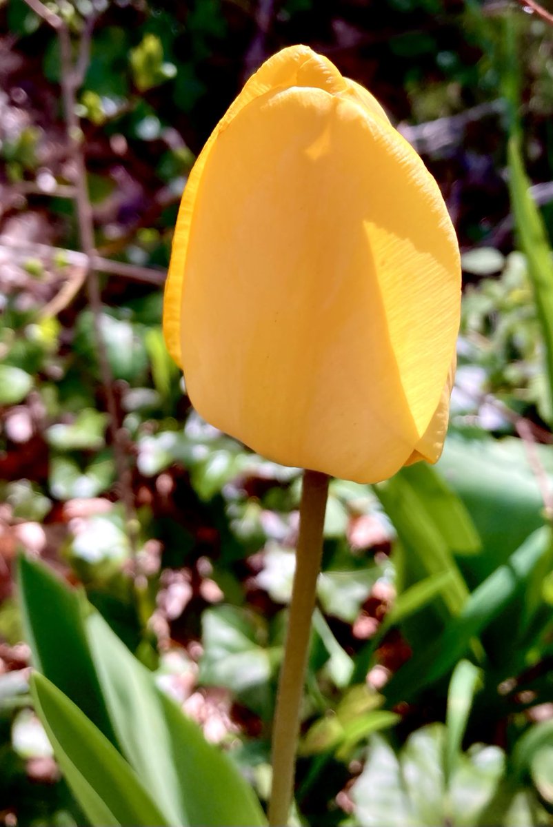 # NaturePhotography
#Naturephotography
#photography #Photography 
#nature #naturelovers
#garden #Friday #TGIF #yellow
#tulip #outside #seasons 
#May  #naturesbeauty
#Spring #flower #flowergarden