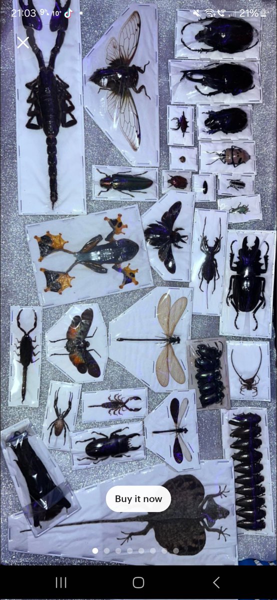 I've ordered a 10 (£65) mystery specimen box of insects, arachnids or amphibians and I'm so excited to put them in a viewing case I've made for them with a little description I'm gonna write describing the species. It's so sad how excited I am

Pic to show what I could get