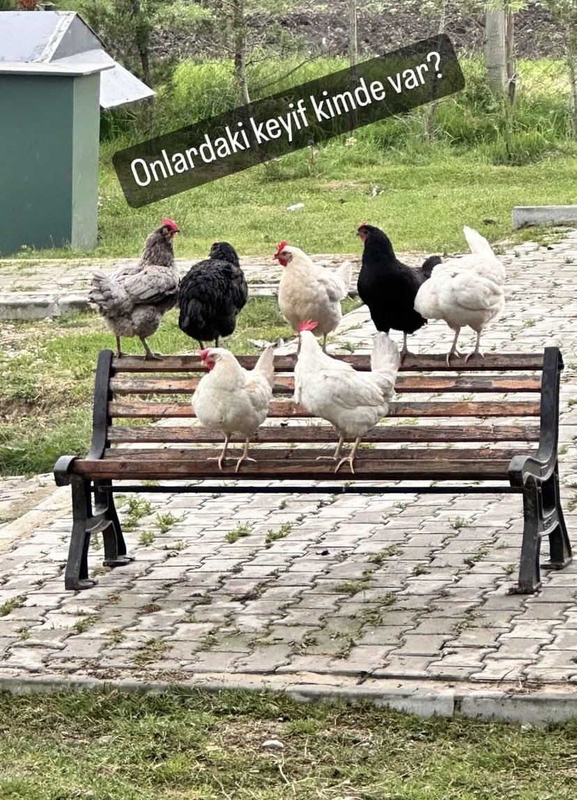 Adalete hükmeden tilki olduğunda, tavuklar daima suçlu bulunacaktır.